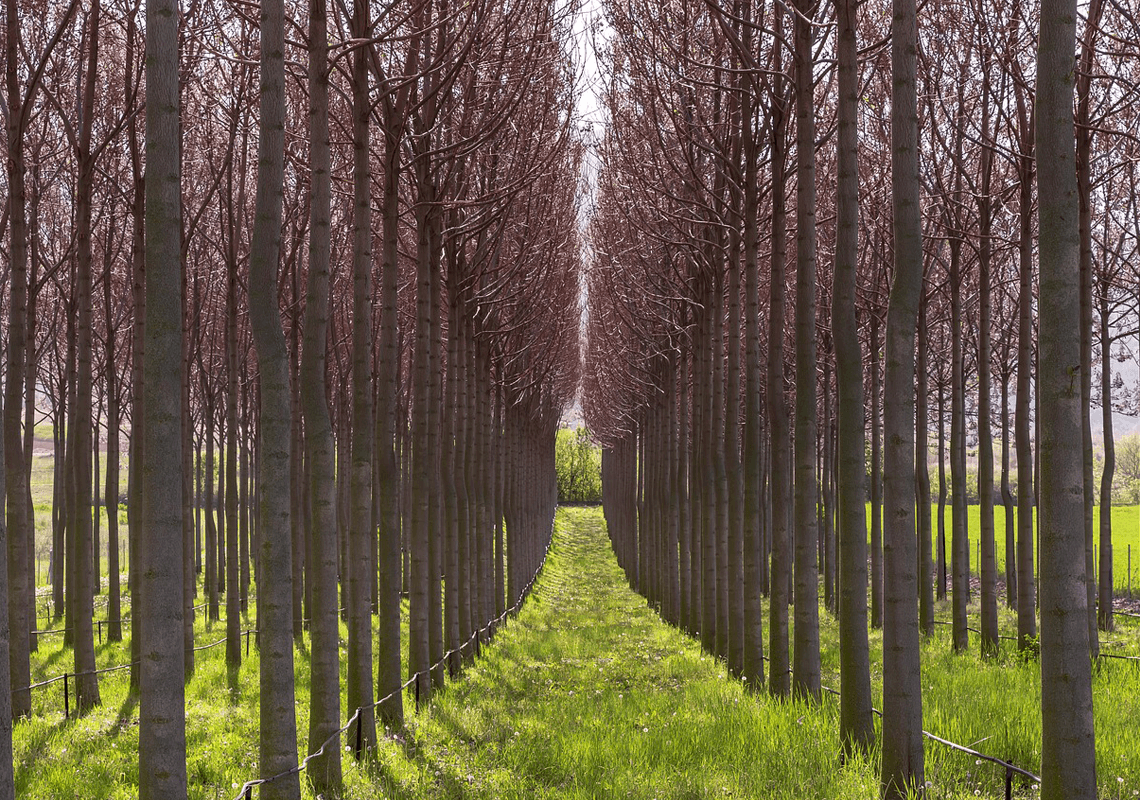 Comprar árvores 1 paulownia big