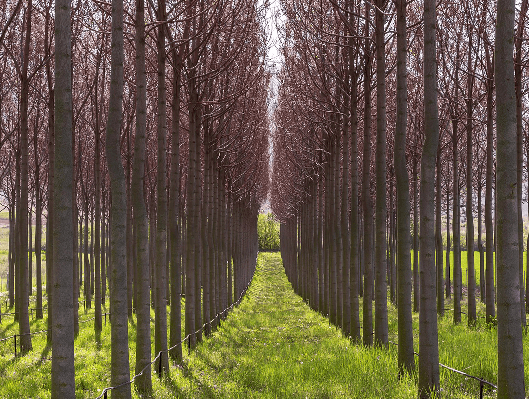 paulownia grand